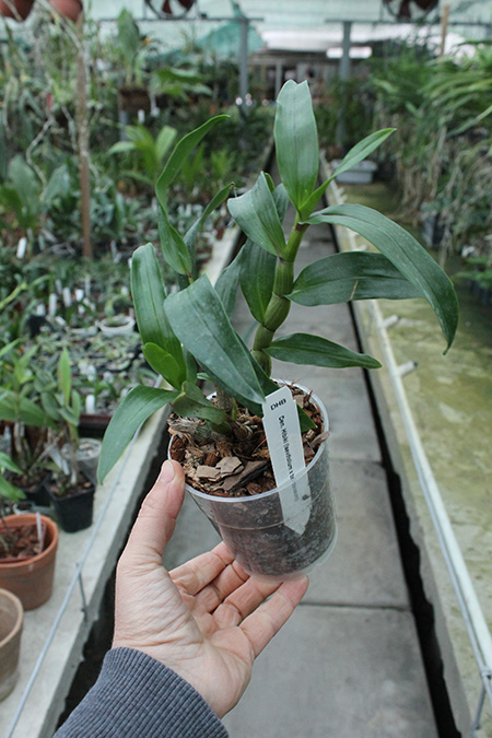 Dendrobium Hibiki (laevifolium x bracteosum).jpg