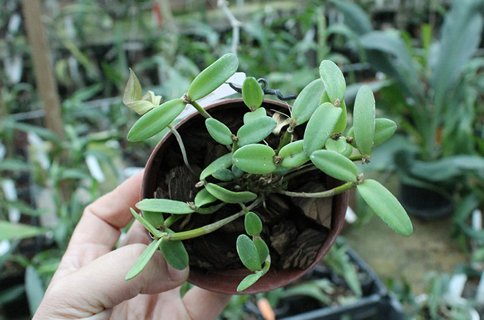 Dendrobium quadrangulare.jpg
