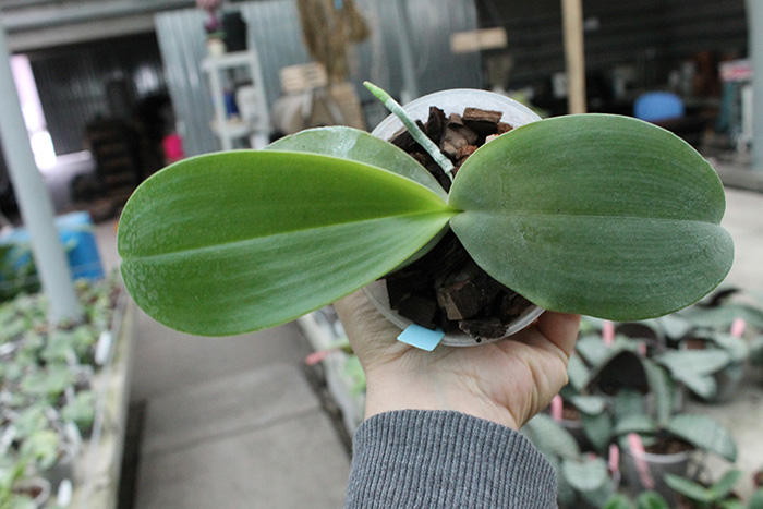 Phalaenopsis Jong's Gigan Cherry 'Prince' x gigantea.jpg