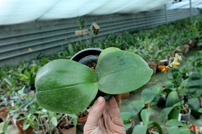 Phalaenopsis Lyndon Reflex x LD's Bear King.jpg