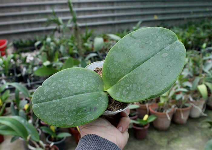 Phalaenopsis gigantea x Mituo Coral Mambonosa.jpg