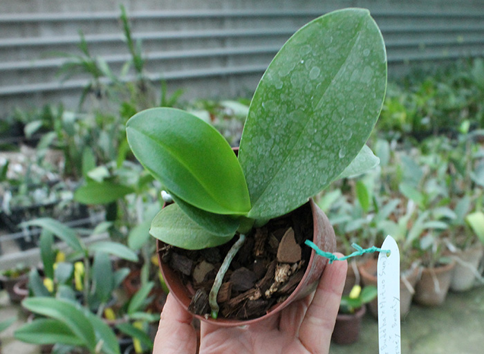 Phalaenopsis (Ching Her Buddha x Mituo Sun) x Chingrue’y Beauty.jpg