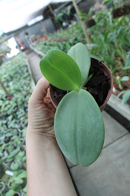 Phalaenopsis Zheng Min Tyrannosaurus x gigantea.jpg