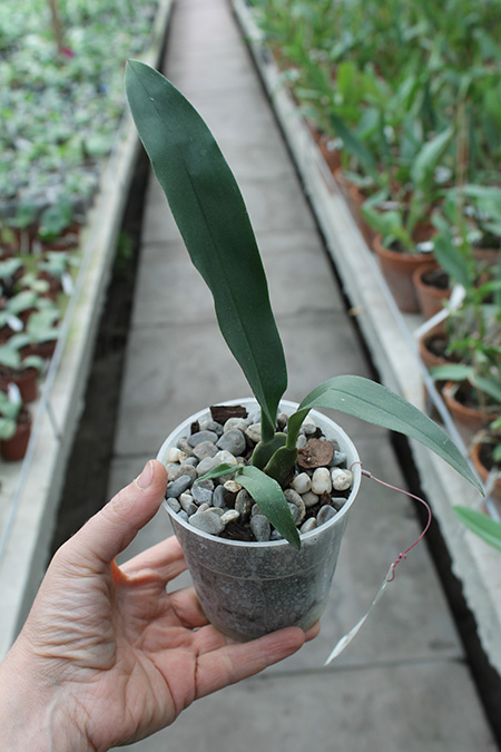 Trichopilia marginata.jpg