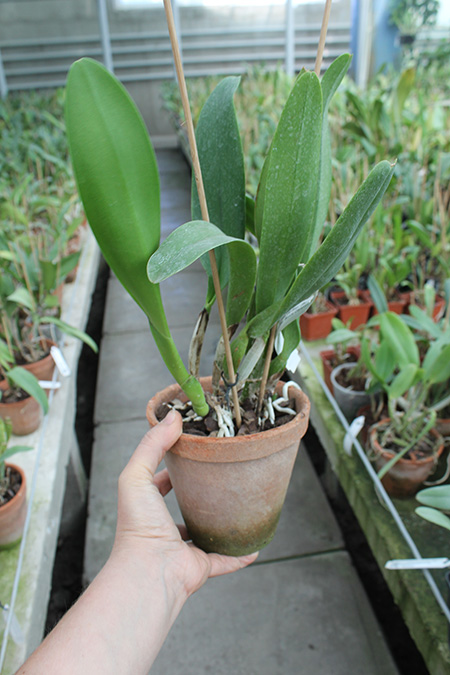 Brassolaeliocattleya Pink Empress 'Ju-Sen'.jpg