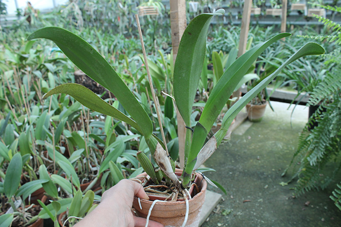 Brassolaeliocattleya Eve Marie Barnett 'Magnificent Watermelon Gold' x Blc Oconee x Sunset Say 'Birds of Paradise' x Blc Guaninm City.jpg