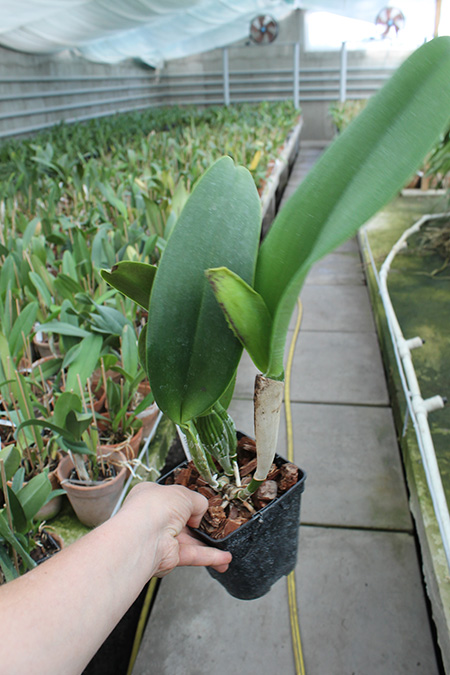 Brassolaeliocattleya Pamela Finney 'All Victory'.jpg