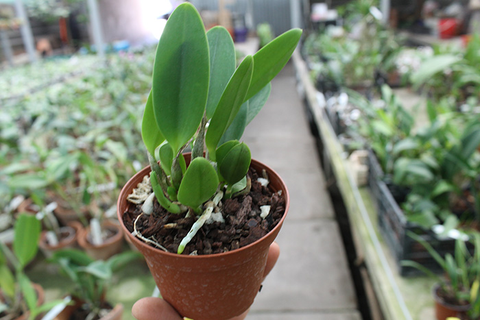 Laelia pumila 'Black Diamond'.jpg