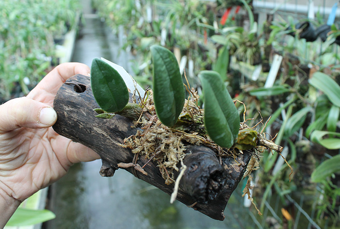 Bulbophyllum frostii.jpg