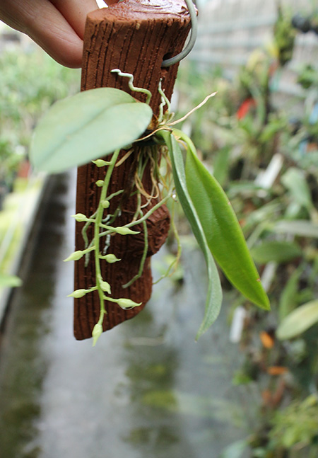 Warmingia eugenii.jpg