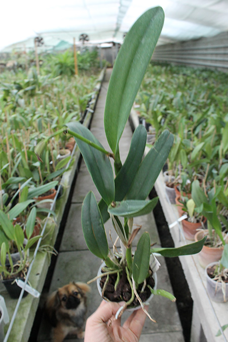 Potinara Tzeng Wen Beauty x Sophrolaeliocattleya Barefoot Mailmen.jpg