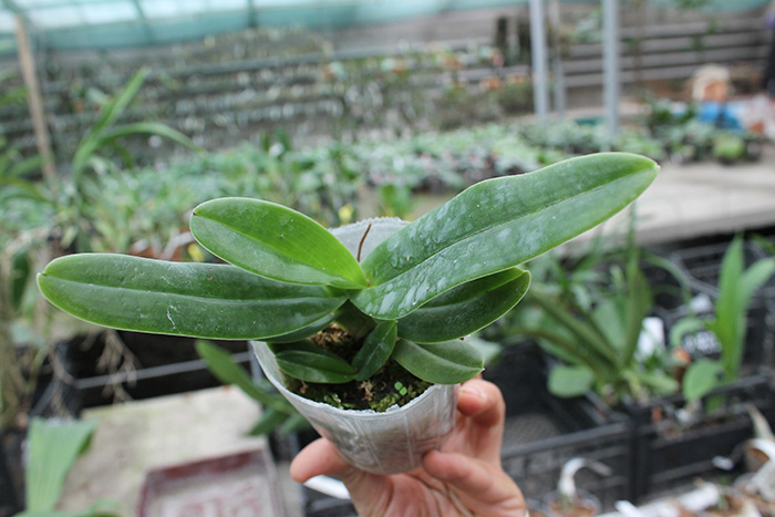 Paphiopedilum hangianum.jpg