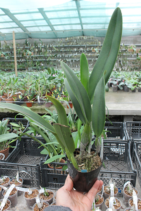 Laeliocattleya C G Roebling 'Blue Indigo' (Cattleya gaskelliana x Laelia purpurata).jpg