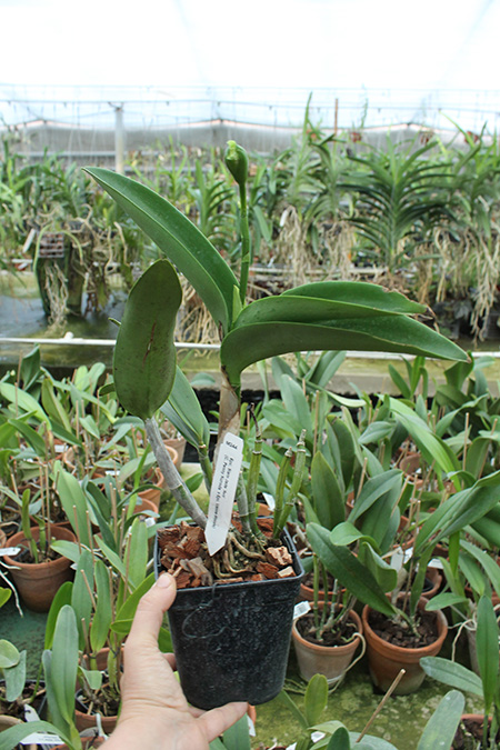 Epicattleya Siam Jade 'Avo'.jpg