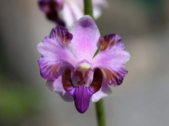 Doritis pulcherrima blue.jpg