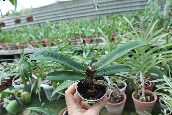 Rhynchostylis gigantea red.jpg