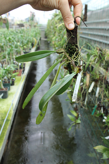 Bulbophyllum bicolor.jpg