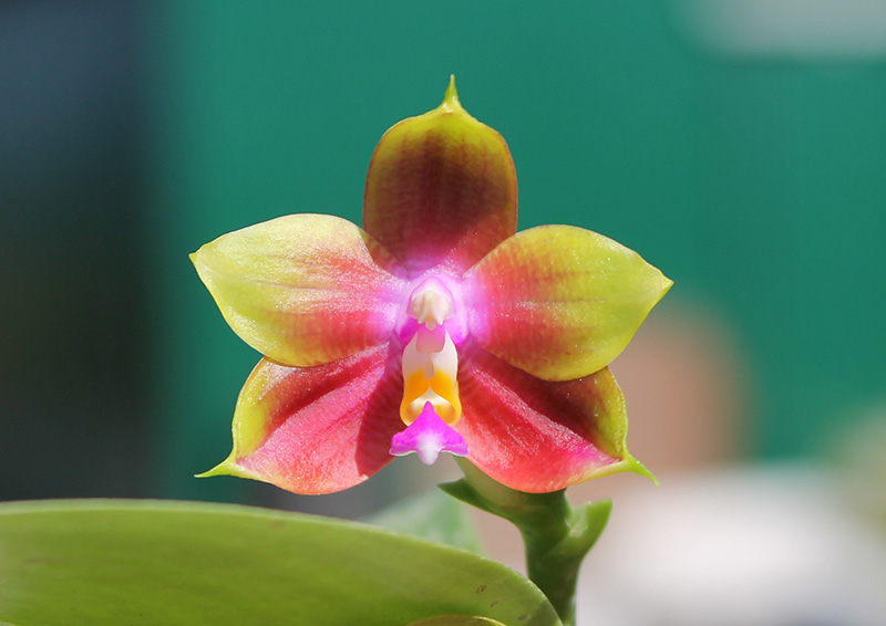 Phalaenopsis Mituo Sun Queen x Samera.jpg
