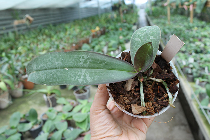 Phalaenopsis stuartiana yellow x sib.jpg