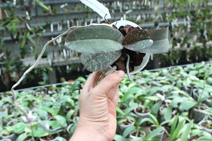 Phalaenopsis philippinensis '#1' x philippinensis 'Brother'.jpg