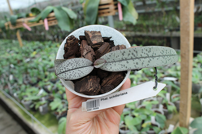 Phalaenopsis schilleriana.jpg