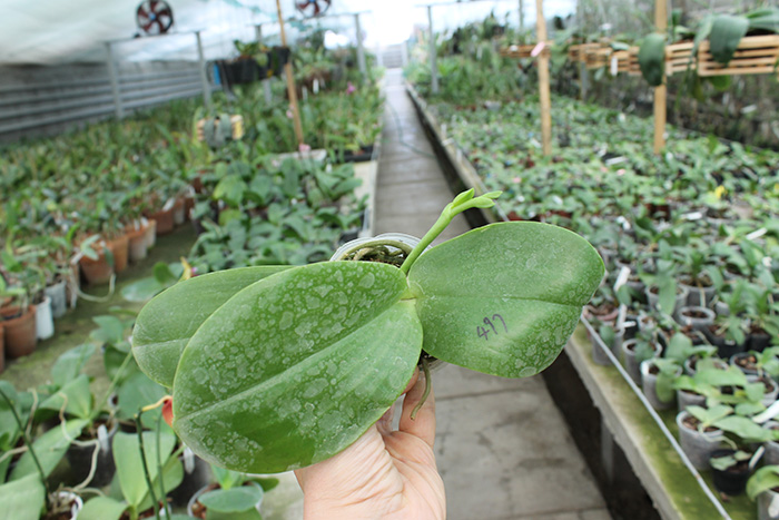 Phalaenopsis Lyndon Reflex x LD's Bear King.jpg