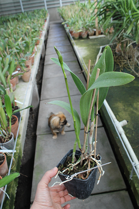 Brassolaeliocattleya Keowee 'Mendenhall'.jpg