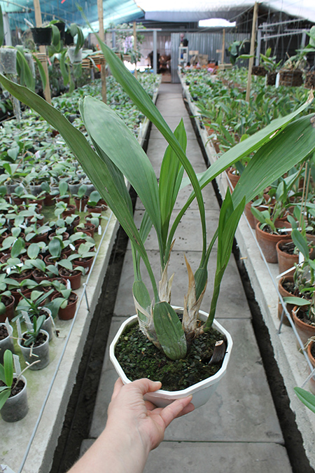 Coelogyne pandurata.jpg