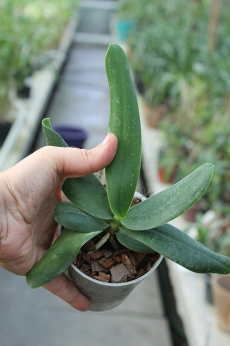 Sederea japonica.jpg