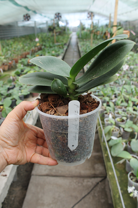 Phalaenopsis I-Hsin 'Spot Eagle'.jpg