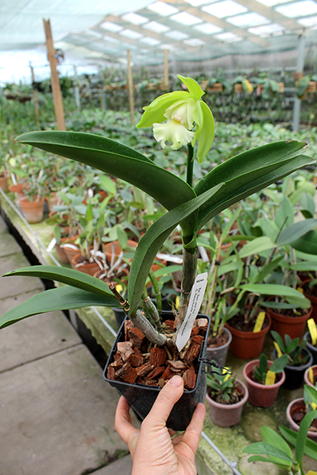 Epicattleya Siam Jade 'Avo'.jpg