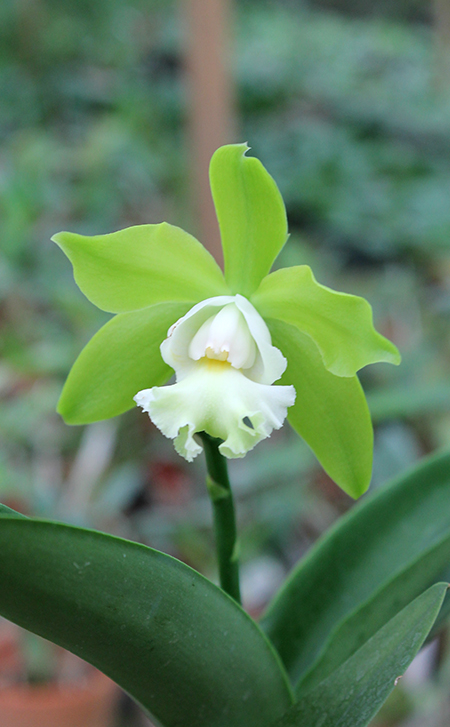 Epicattleya Siam Jade.jpg