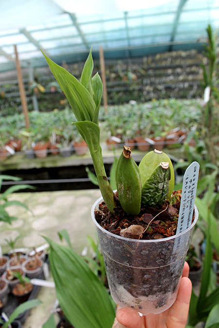 Lycaste Cherish (Shoalhaven 'Kitazono 4N' x Chita Melody 'Star Fire').jpg