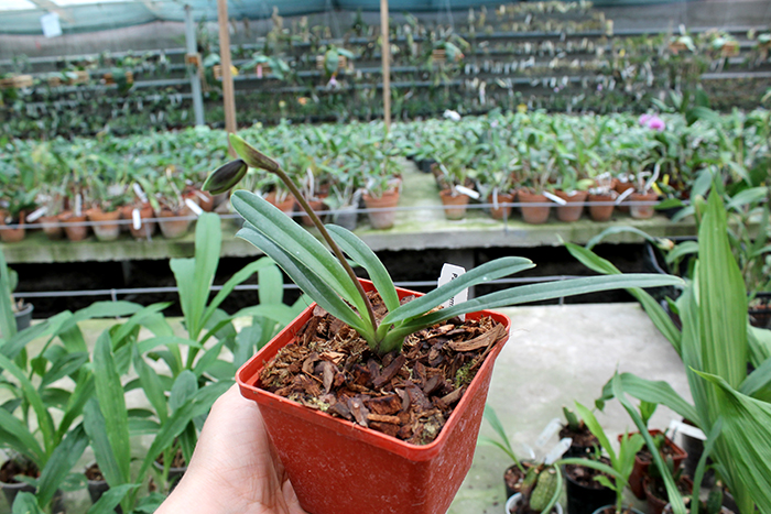 Paphiopedilum herrmannii.jpg