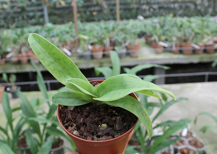 Paphiopedilum barbatum x sanderianum.jpg