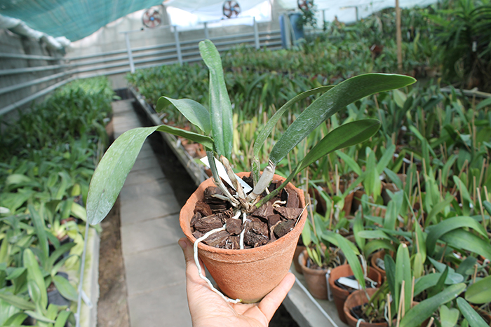 Laelia xanthina x Cattleya schilleriana.jpg