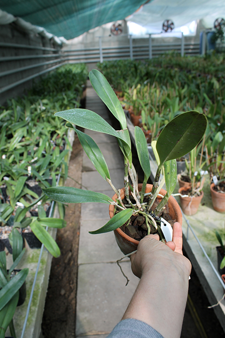 Coilostylis ciliaris.jpg