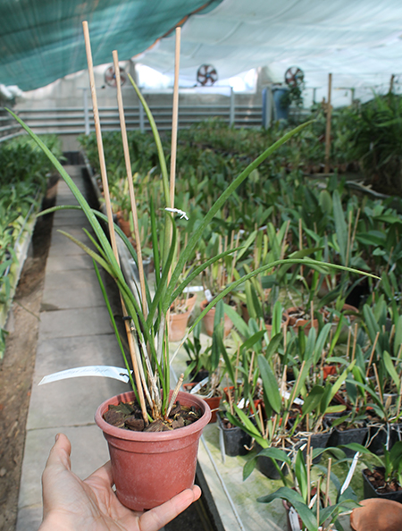 Brassocattleya Amethyst (Laelia purpurata x Brassavola cucullata).jpg