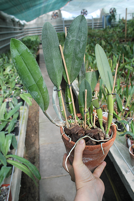 Brassavola Aristocrat (Brassavola glauca x digbyana).jpg