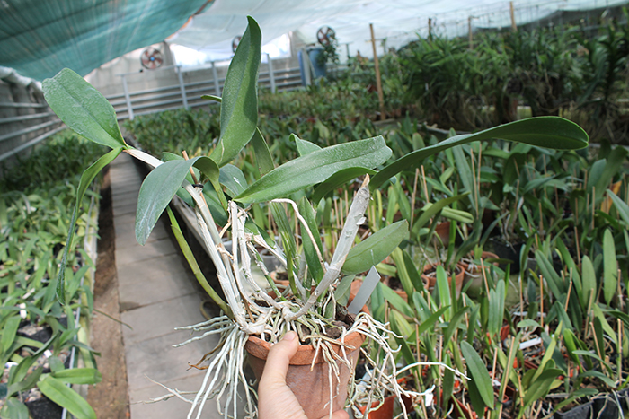 Brassavola digbyana x Cattleya Little Oliver.jpg