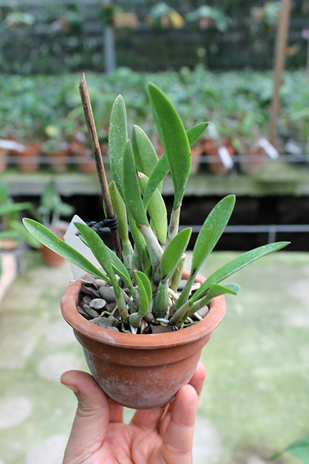 Laelia fournieri.jpg