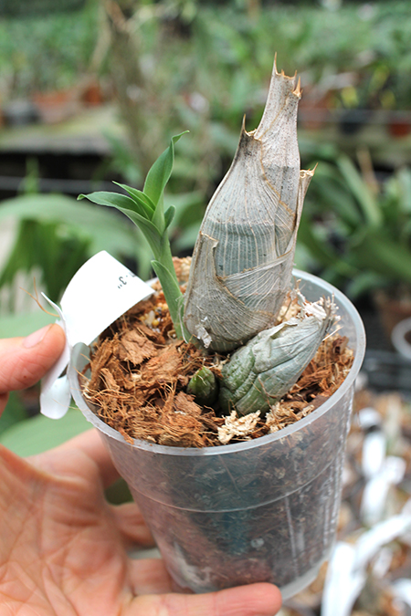 Catasetum macroglossum.jpg