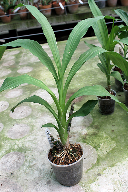 Fredclarkeara After Dark 'SVO Black Pearl'.jpg