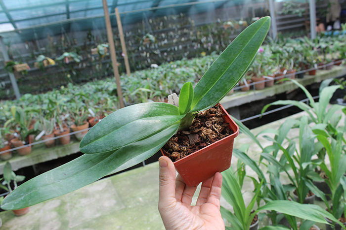 Paphiopedilum rothschildianum x hangianum.jpg