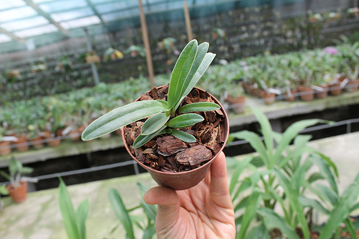 Paphiopedilum henryanum.jpg