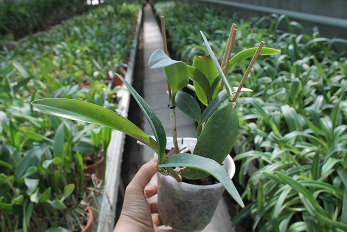 Cattleya (Penny Kuroda x Corcovado).jpg