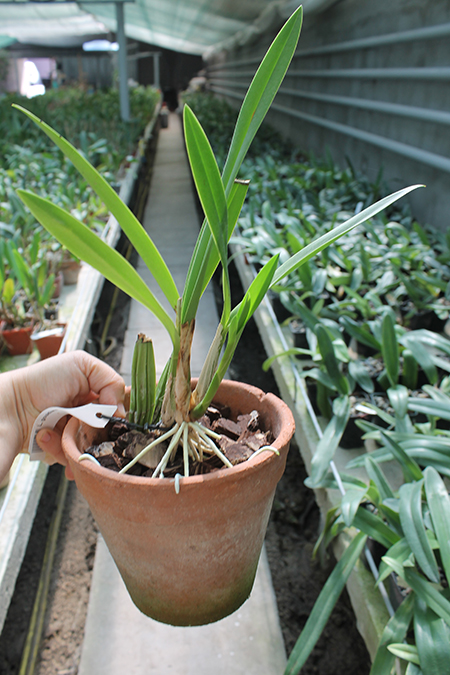 Laelia gouldiana.jpg