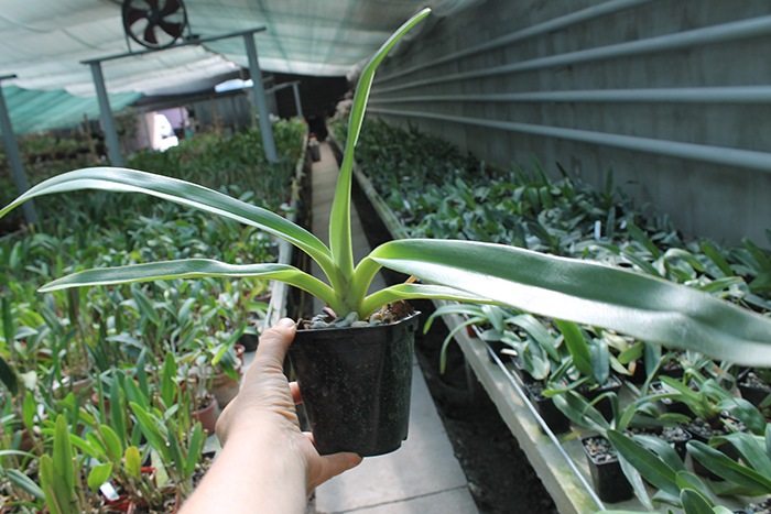 Paphiopedilum Lady Isabel.jpg