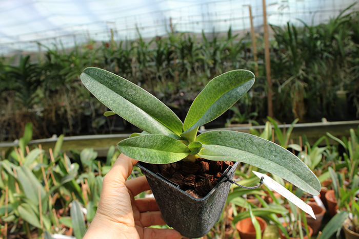 Paphiopedilum godefroyae var ang-thong x lowii.jpg