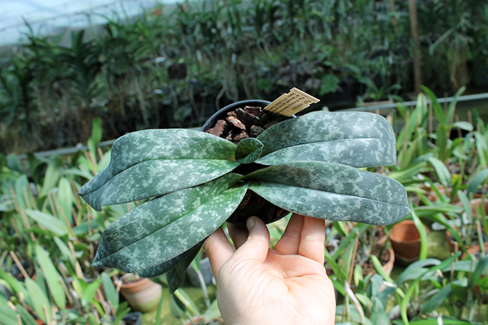 Paphiopedilum bellatulum.jpg